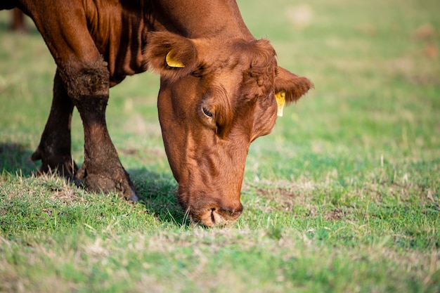 Cow eating grass on a sunny day Close up view of healthy cow grazing outdoor in the field