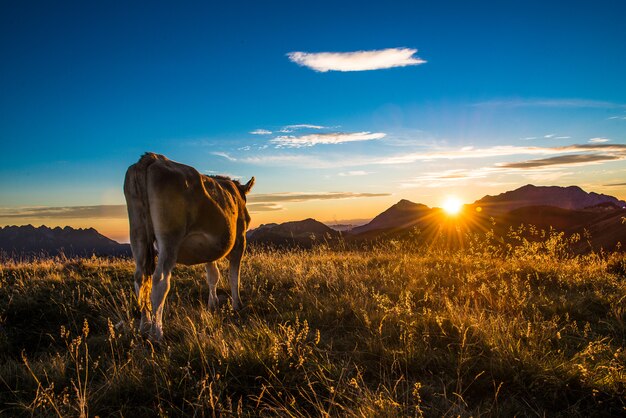 Mucca che mangia in una montagna al tramonto