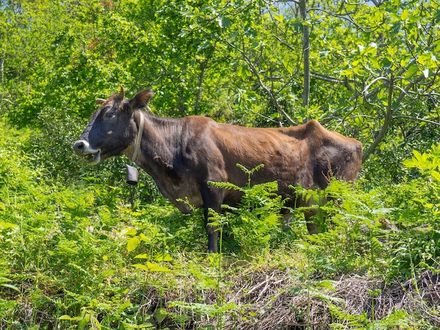 The cow eats grass in the bush the animal is grazing Nature and animals brown cow eating Village atmosphere