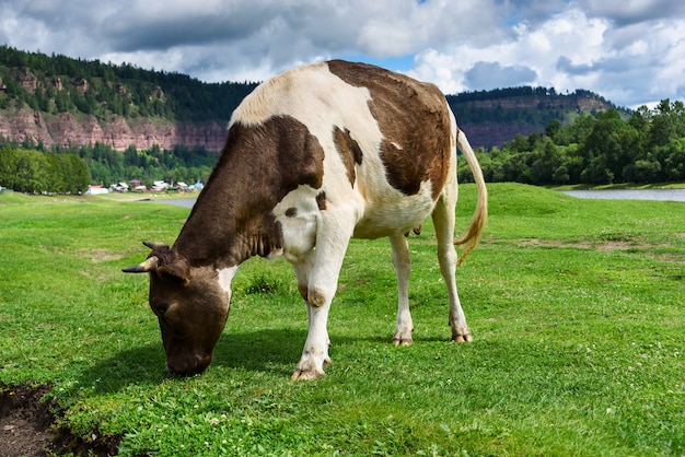 Cow eats green grass and blue sky with clouds