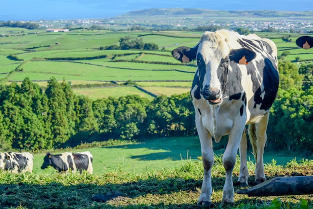 Mucca all'azienda agricola in campagna, bello cielo blu e fondo di vetro verde