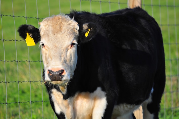 Cow in the farm, front view