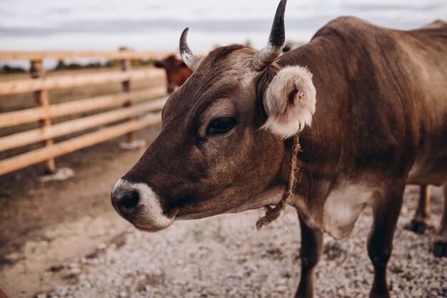 Mucca nella natura della fattoria