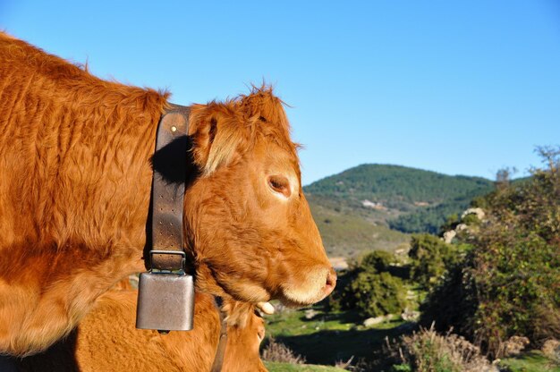 Foto vacca in una fattoria