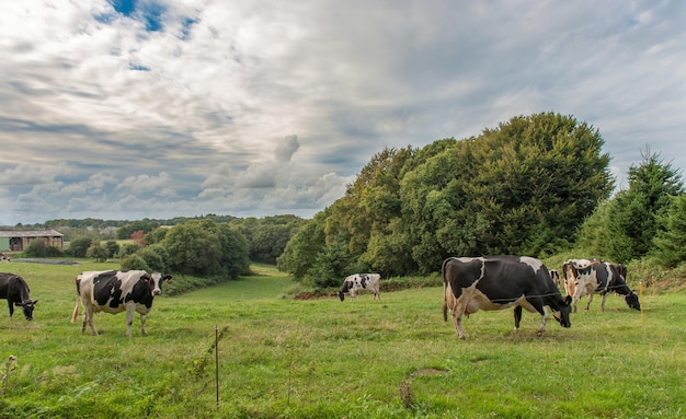 Cow farm