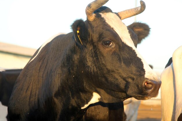 Photo cow on the farm