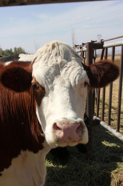 cow on the farm