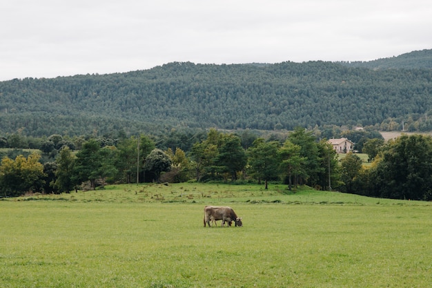 Корова в одиночестве на террасе с зеленой травой в сельской местности