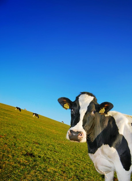 Cow on field against blue sky