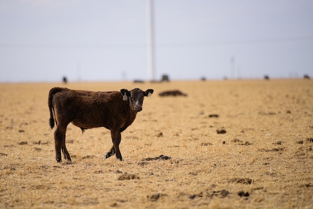 Корова в поле коровы на летнем пастбище коровы едят сено в коровнике на молочной ферме сельский пейзаж с ...