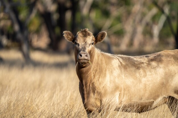 A cow in a field of dry grass