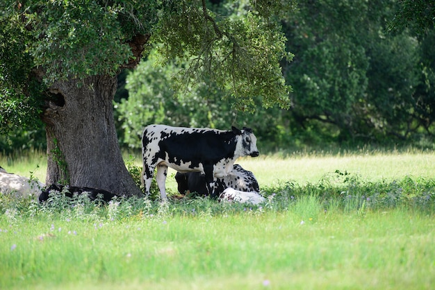 Cow in the field fresh cows milk concept