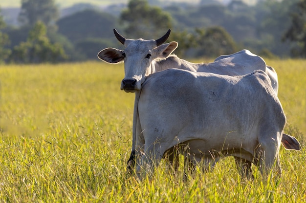 Cow in a field green grass