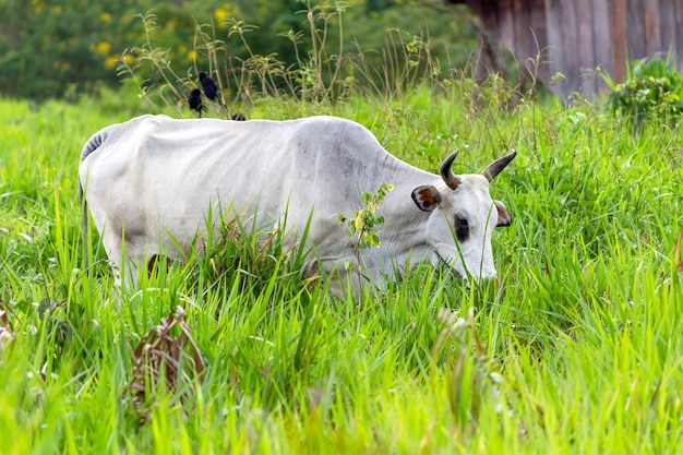 Cow in a field green grassselective focus