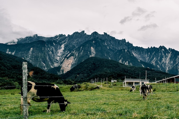 Photo cow in a field near the mountain