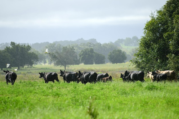 Cow in the field. Rural cows graze on a green meadow.