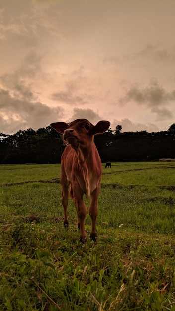 Cow in the field at sunset