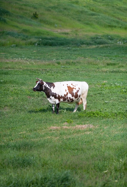 新鮮な草のある野原にいる牛