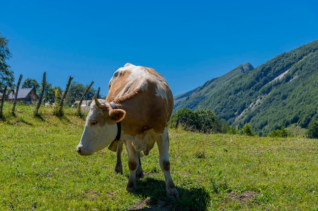 Cow in a field