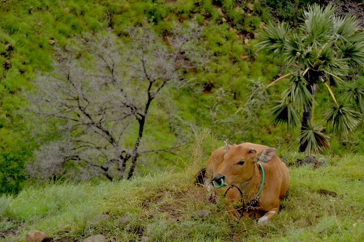 फोटो cow in a field