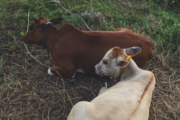 Photo cow on field