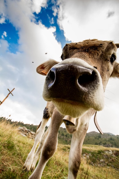 Foto vacca in un campo