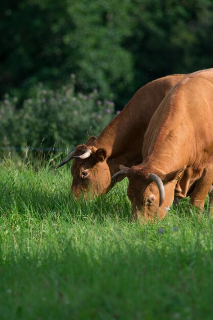 Foto vacca sul campo