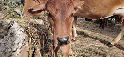 Photo cow in a field