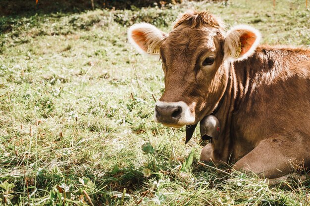 Photo cow in a field