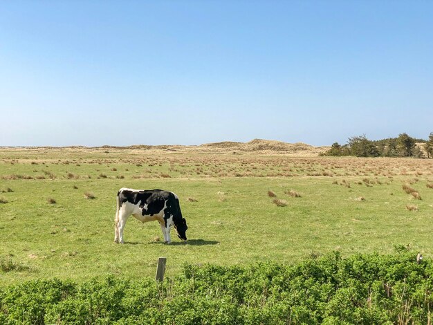 Photo cow in a field