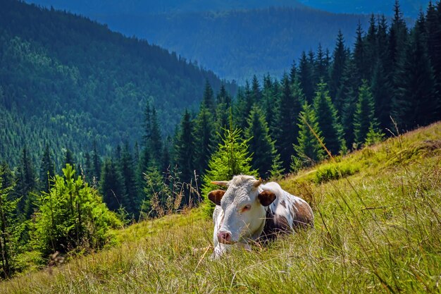 Cow in a field