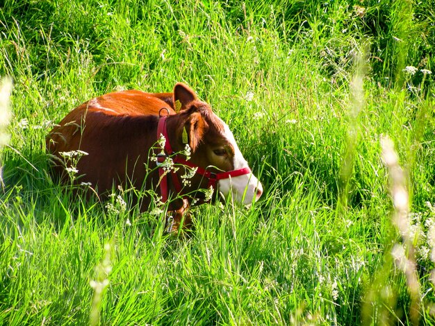 Cow in a field