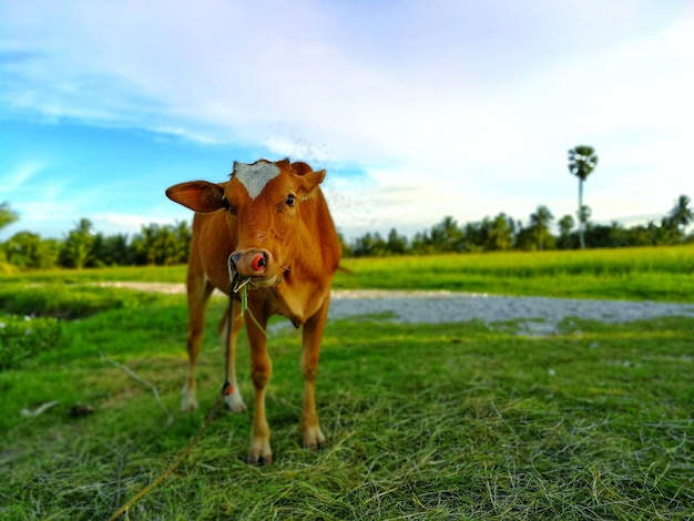 Cow on a field