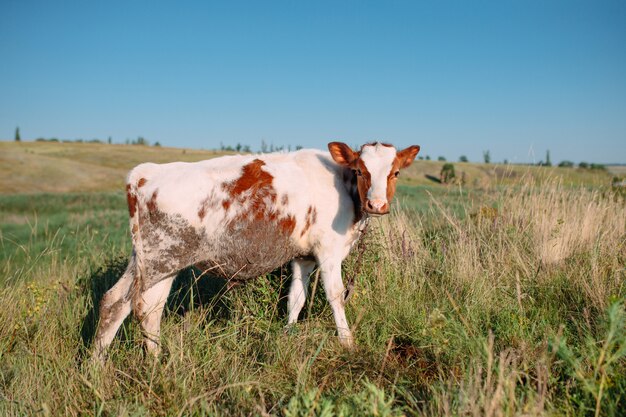 Photo cow in the field