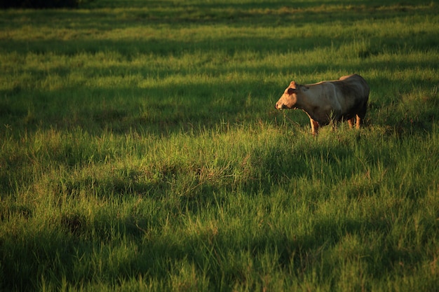 Cow in the field.