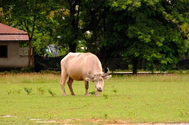 cow in the field