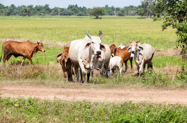 Cow from thailand