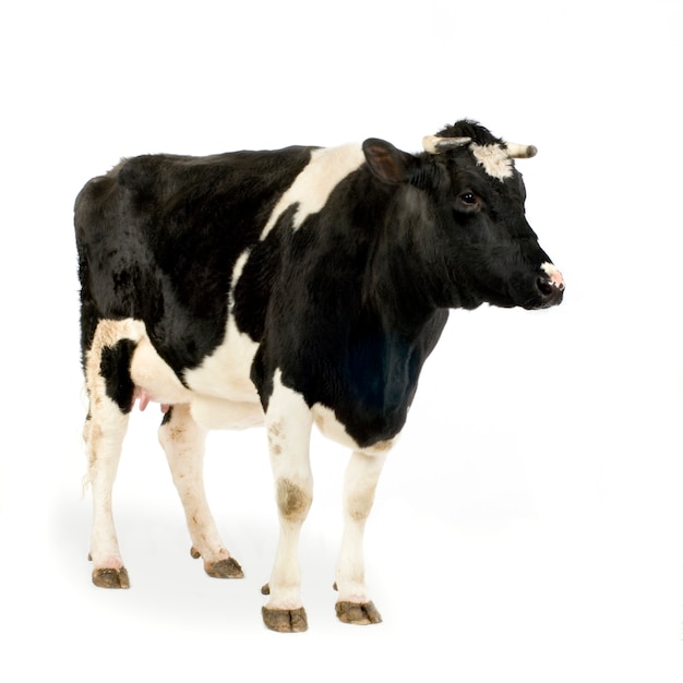 Cow in front of a white background