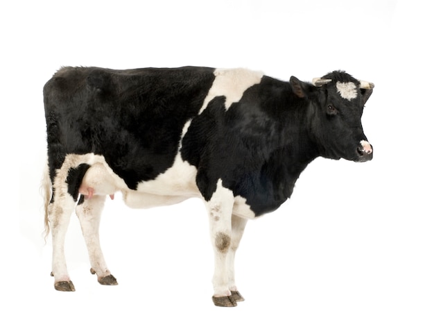 Photo cow in front of a white background