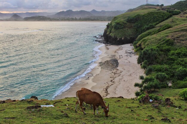 Cow gazled on the hill by the beach