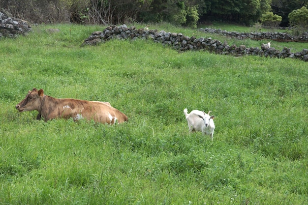 草原で牛とヤギ