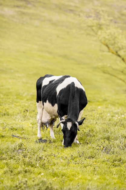 Foto mucca sul campo di erba