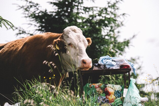 Photo cow on grass