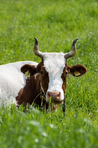 Photo cow on grass