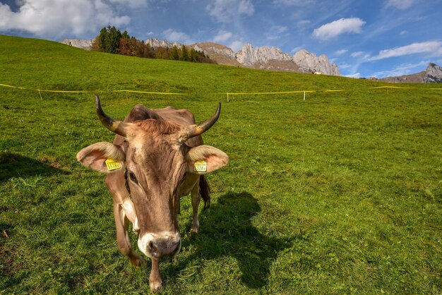 Foto vacca sul campo erboso contro il cielo