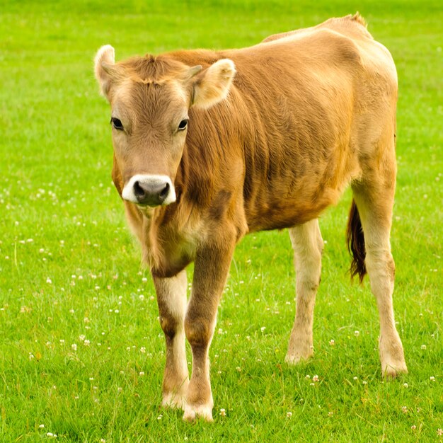 Cow graze on the grass in the summer