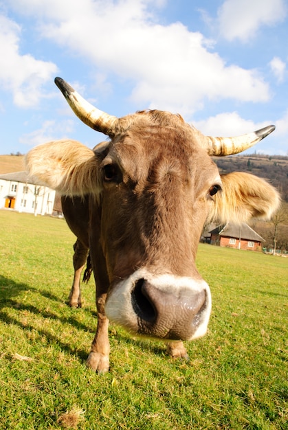 Cow graze on the grass with yellow flowers in the summer