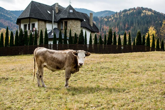 Cow grazes on the background of a mountain estate and a rural landscape