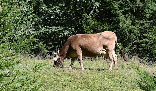 Foto una mucca pascola su un pascolo di alta montagna in mezzo a una foresta