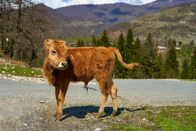 Una mucca pascola in un prato in montagna eccellente ecologia per l'allevamento di mucche